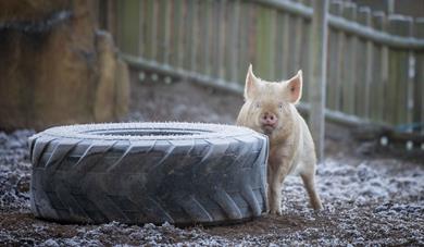 Unforgettable Half-Term Adventures at Woburn Safari Park!