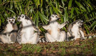 A Leap for Lemurs, Charity Weekend at Woburn Safari Park