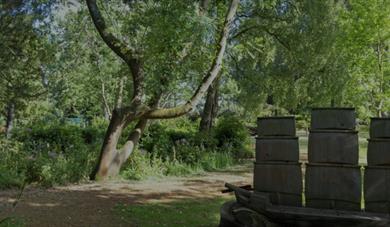 Forest Bathing at Shuttleworth
