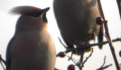 birds