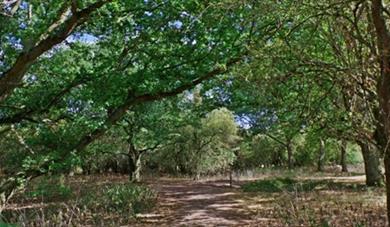 A Walk Amongst Trees: part of Great Big Green Week