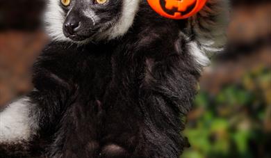 Get ready for a action-packed October half-term at Woburn Safari Park