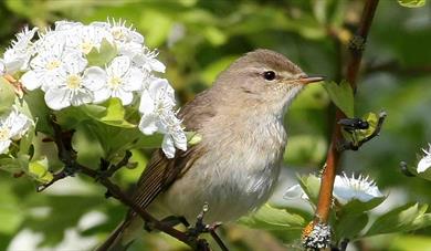 Bird Breeding Cycles, Songs and Nesting Talks