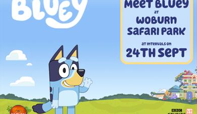 Come and meet Bluey