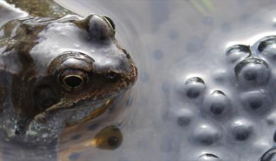 frogs in pond