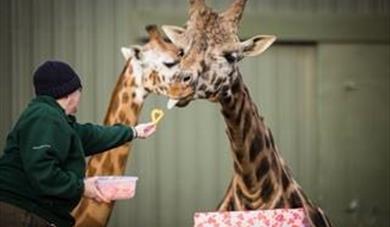 Woburn Safari Park Keepers show their love with Valentines-themed treats