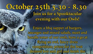 Halloween Evening with Owls