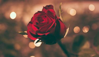 Valentine's Dinner with Live Music from Briar Rouge