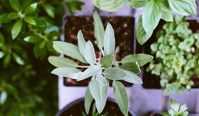 Herbs