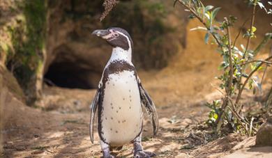 Penguin Charity Weekend