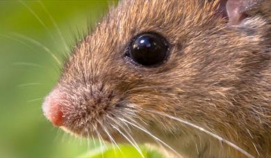 Small Mammal Trapping Walk and Talk