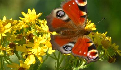 Summer Wildlife Walk