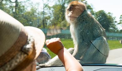 SEN-friendly safari workshop days