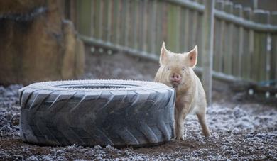 Unforgettable Half-Term Adventures at Woburn Safari Park!