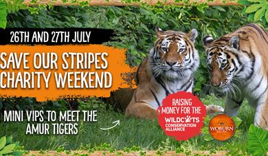 Save Our Stripes Charity Weekend