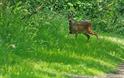 deer at marston vale