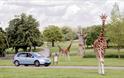 giraffe