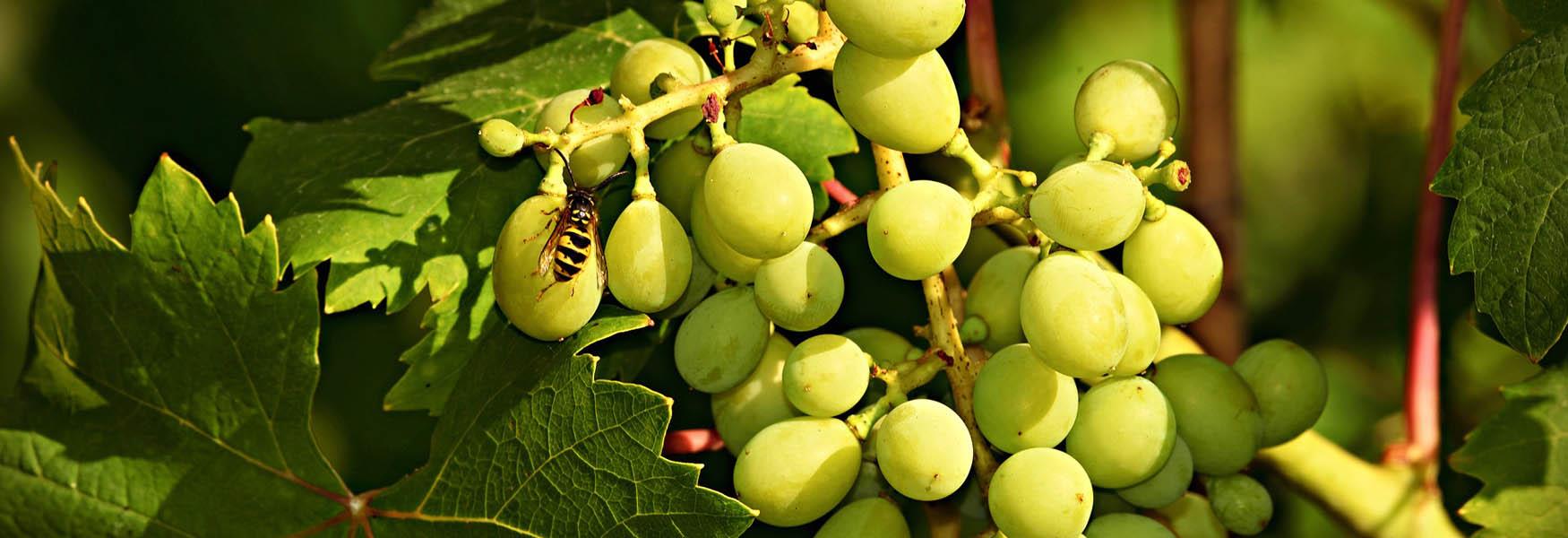 grapes at vineyard