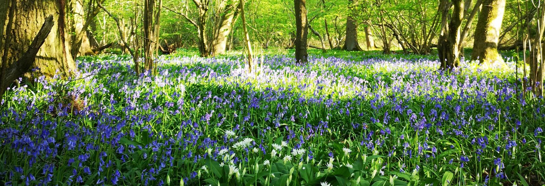 bluebells in flitwick