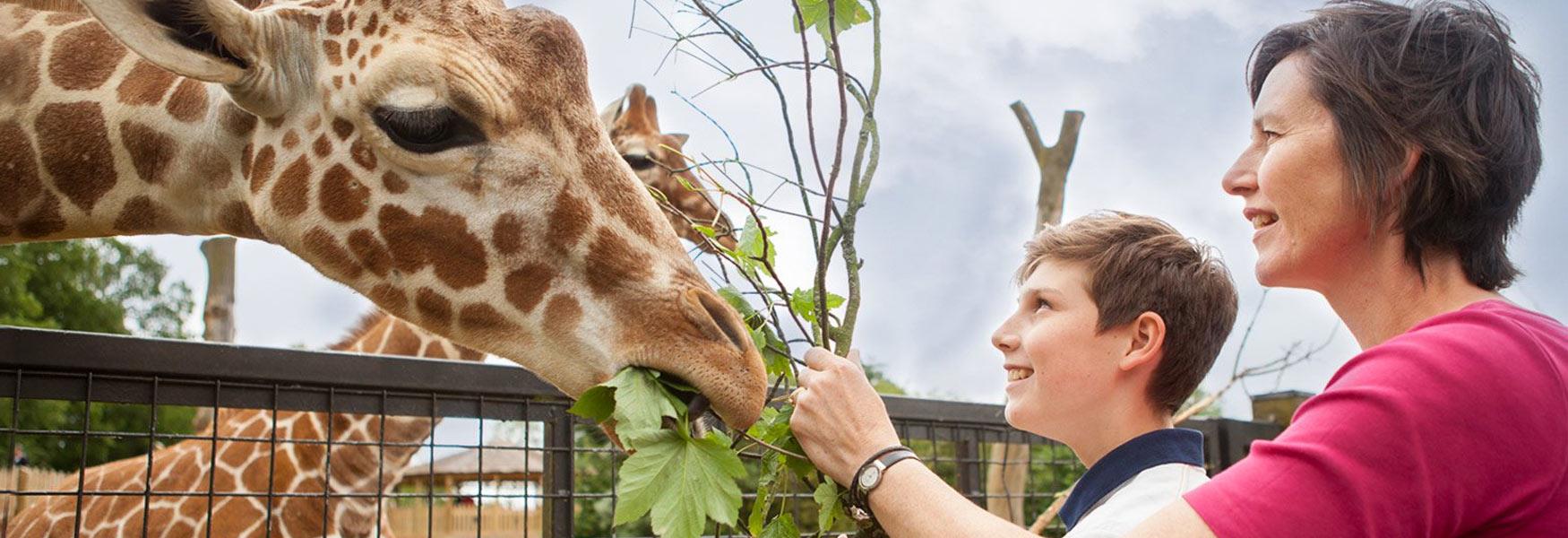 Meet the Giraffes Experience at ZSL Whipsnade Zoo