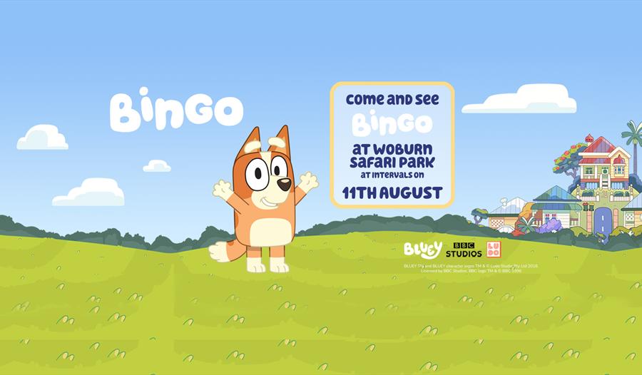 Come along and meet Bingo on the 11th August at Woburn Safari Park!