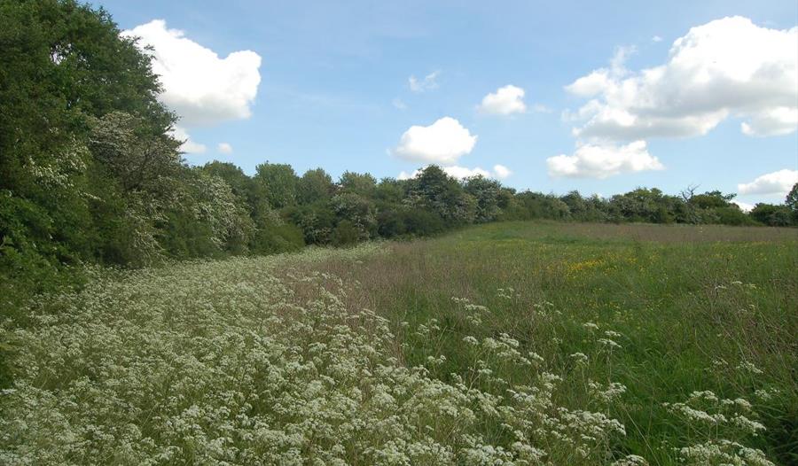 Waulud's Bank and the Source of the Lea: an urban treasure