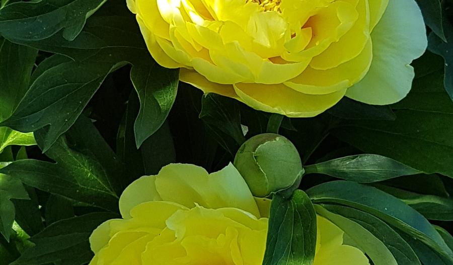 National Garden Scheme Charities