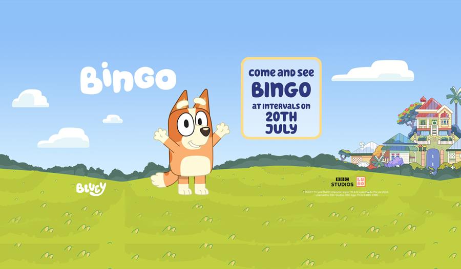 Meet Bingo at Woburn Safari Park