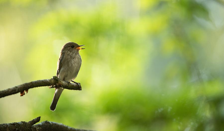 dawn chorus