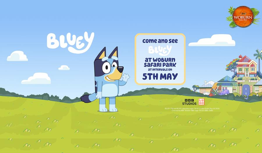Come along and meet Bluey 5th May
