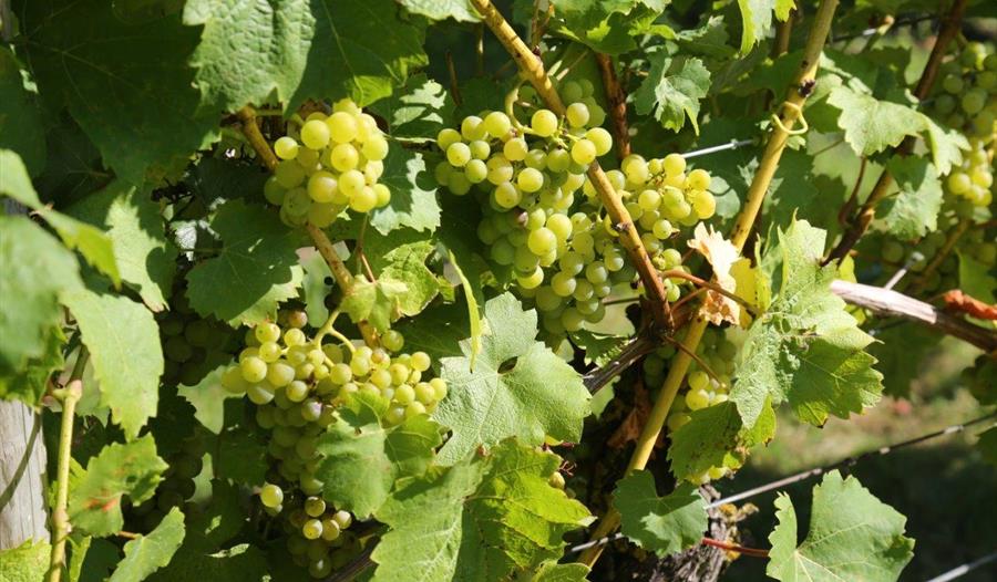 Tour and Tasting at Warden Abbey Vineyard