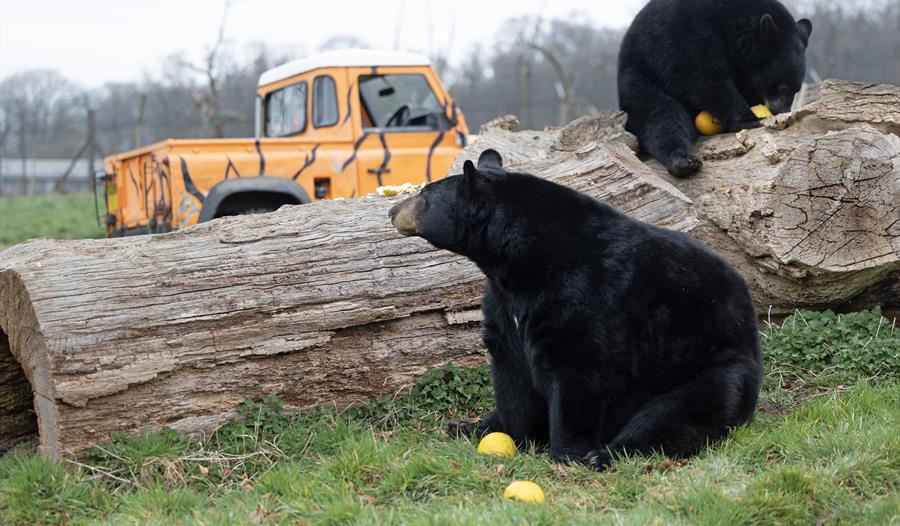Elephants and Bears Take Part in Easter Egg Hunt at Woburn Safari Park