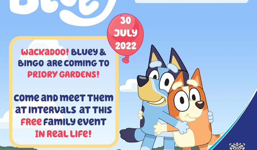 Meet Bluey and Bingo!