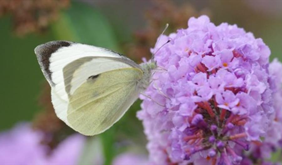 Discover Butterflies: part of Great Big Green Week