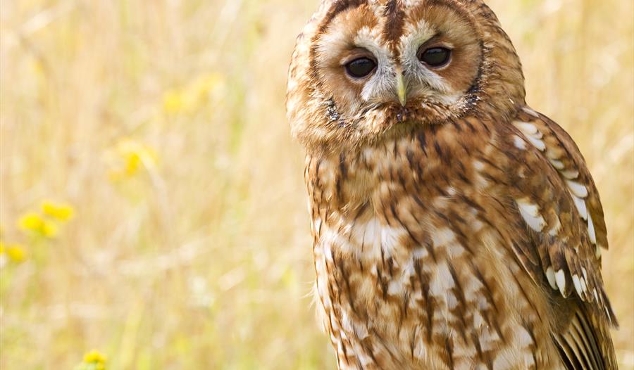 Family Bird of Prey Encounter