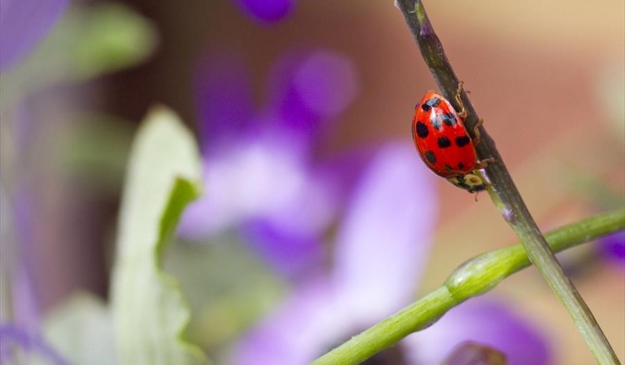 The Swiss Garden’s Summer Bug Hunt