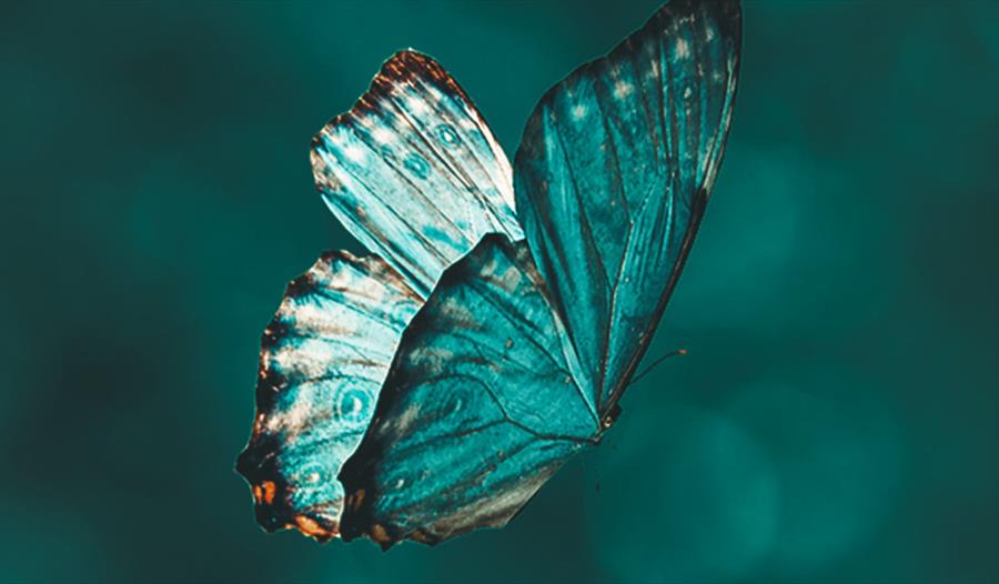 butterfly