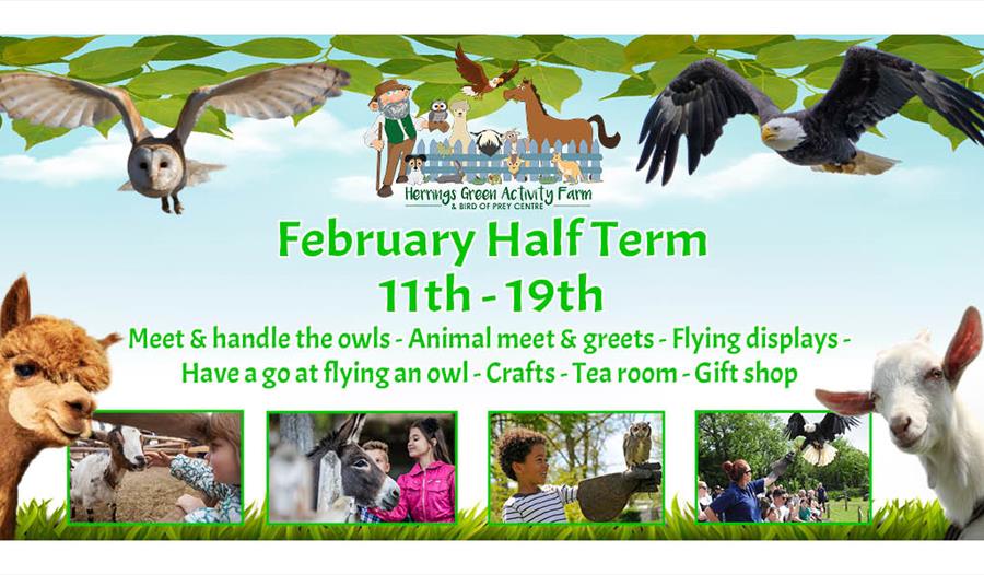 Half Term at Herrings Green Farm