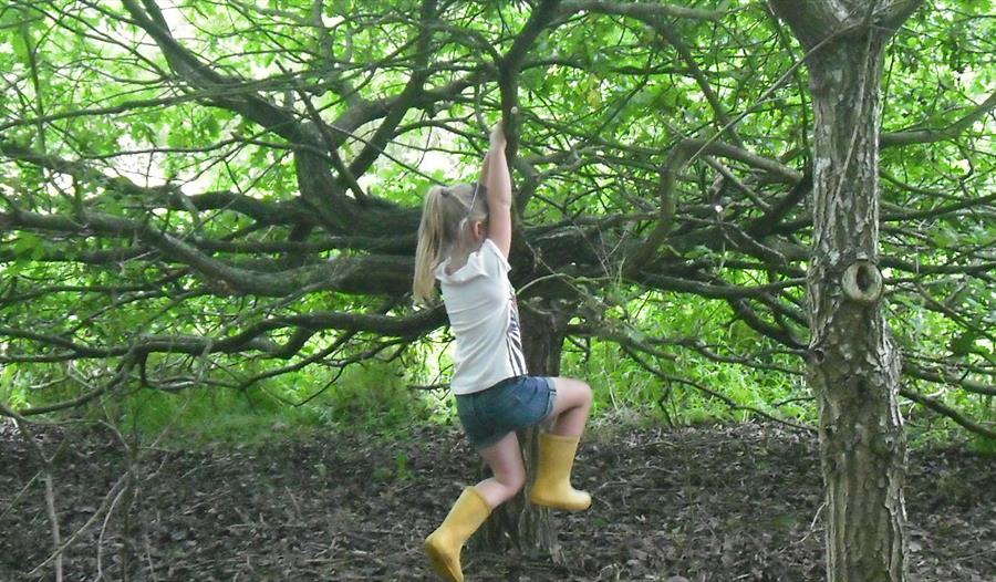 Family Fun in the Woods