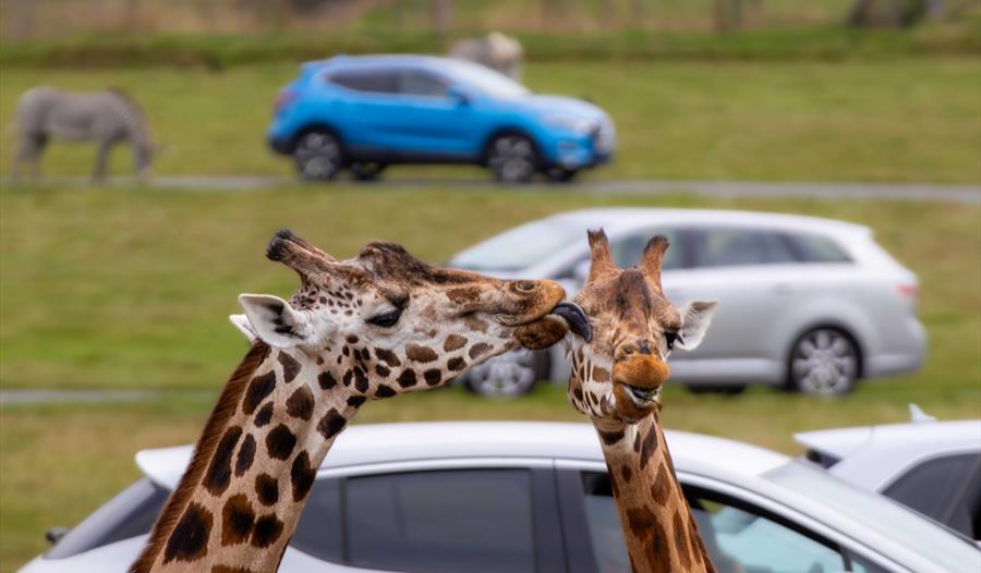 VIP Mini Experiences and Character Visits at Woburn Safari Park this Summer