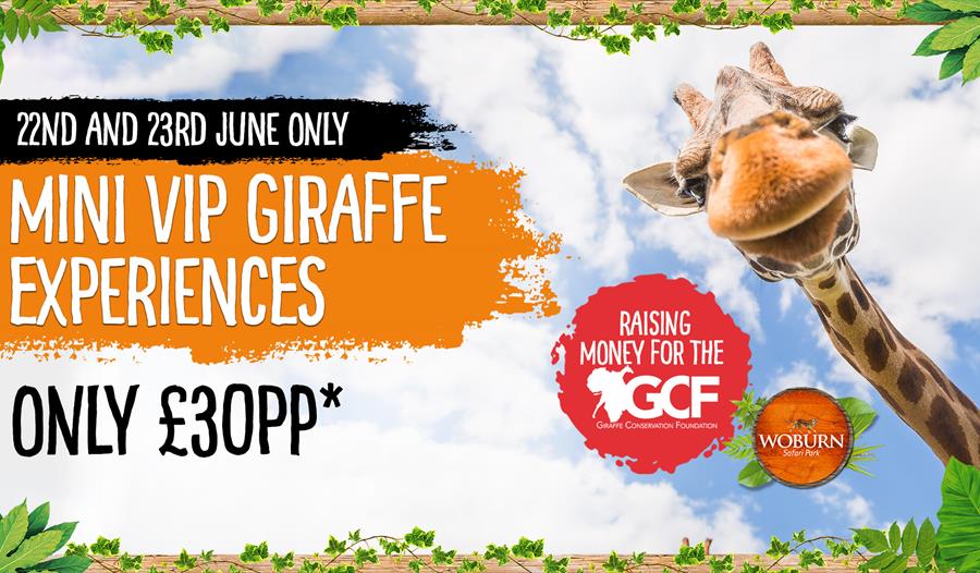 Giraffe Fundraising Weekend at Woburn Safari Park