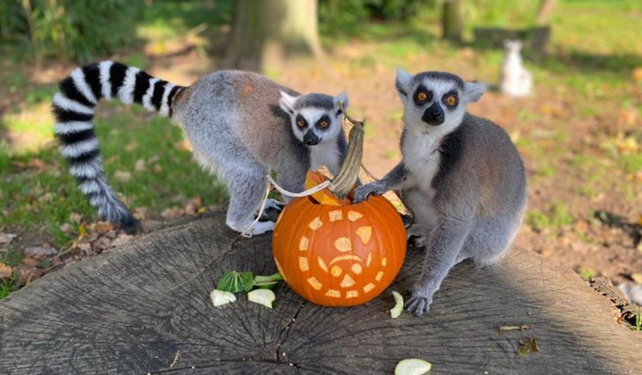 Exciting half-term family fun at Woburn Safari Park