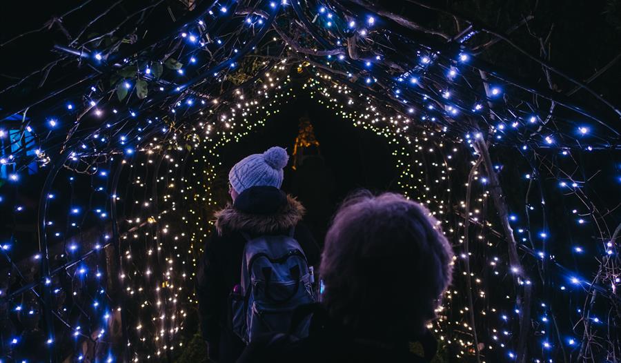 Illuminated Lates