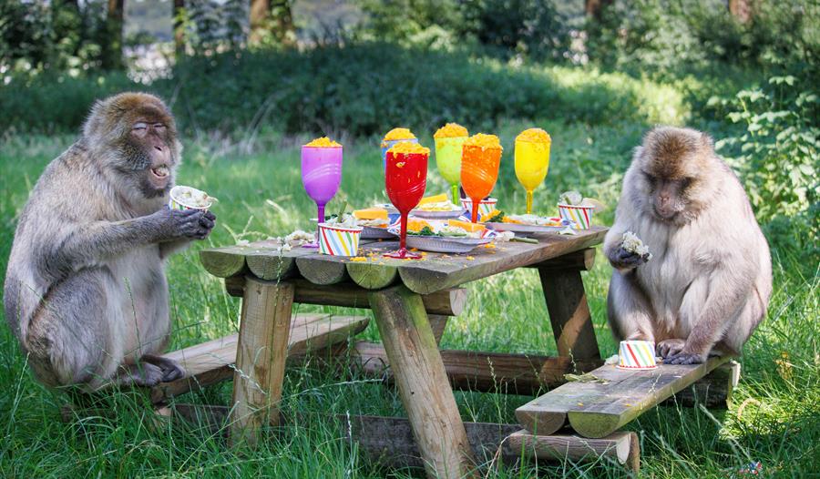 Giraffes and Monkeys at Woburn Safari Park Enjoy 'Summer Party' Thrown by Keepers