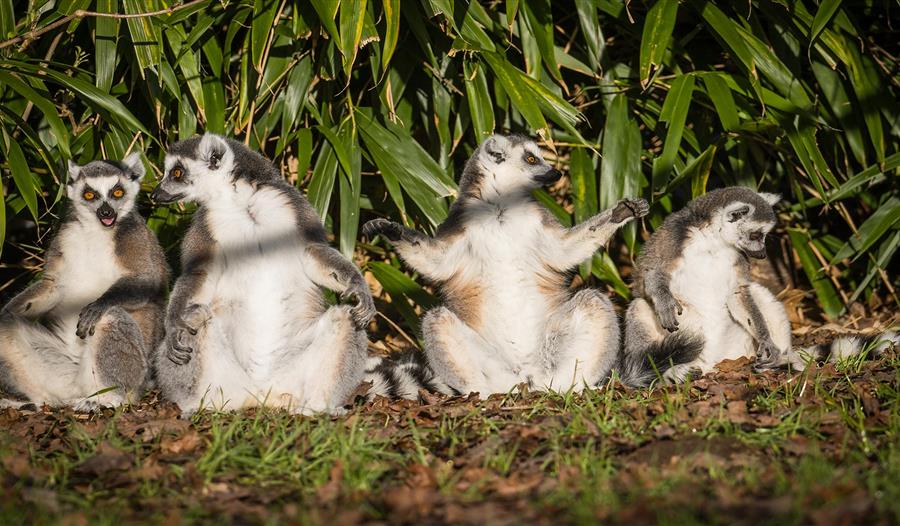 A Leap for Lemurs, Charity Weekend at Woburn Safari Park