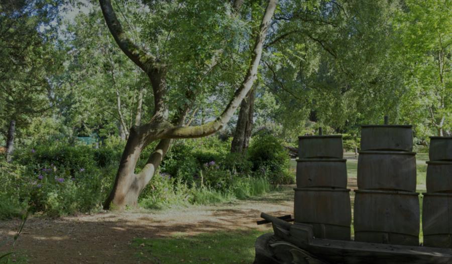 Forest Bathing at Shuttleworth