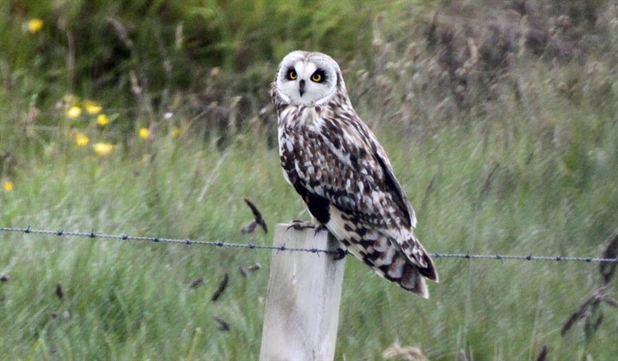 Find out what owls eat!