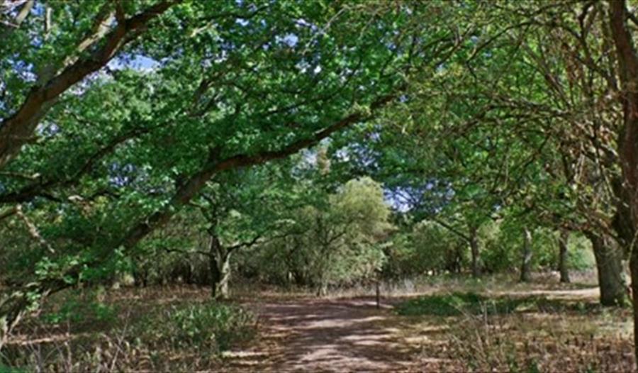 A Walk Amongst Trees: part of Great Big Green Week