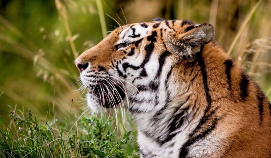 tiger at woburn