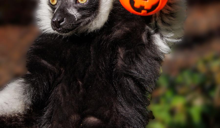 Get ready for a action-packed October half-term at Woburn Safari Park